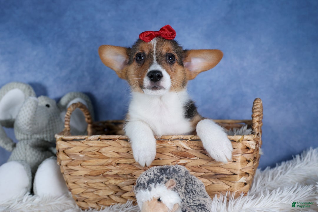 Welsh Corgi Pembroke dogs for sale: Leo - Ad 4