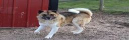 Akita dogs for sale: Nova - Ad 16