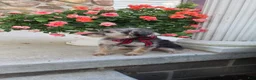 Yorkiepoo dogs for sale: Benny - Ad 3