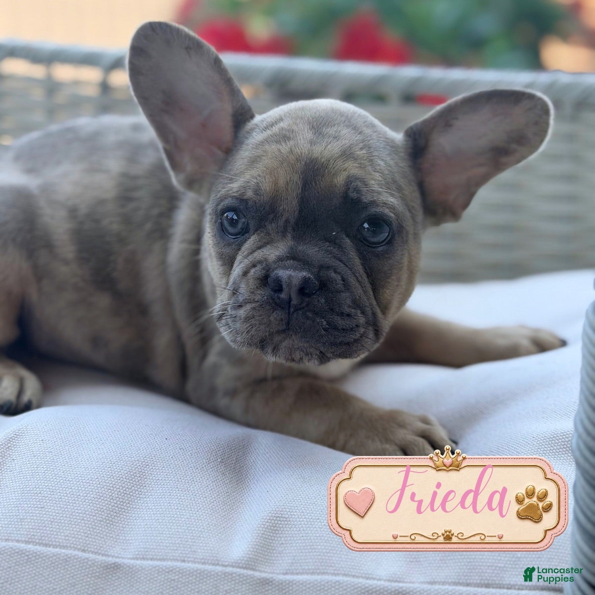 French Bulldog dogs for sale: French Bulldog 1 - Ad 4