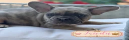 French Bulldog dogs for sale: French Bulldog 1 - Ad 1