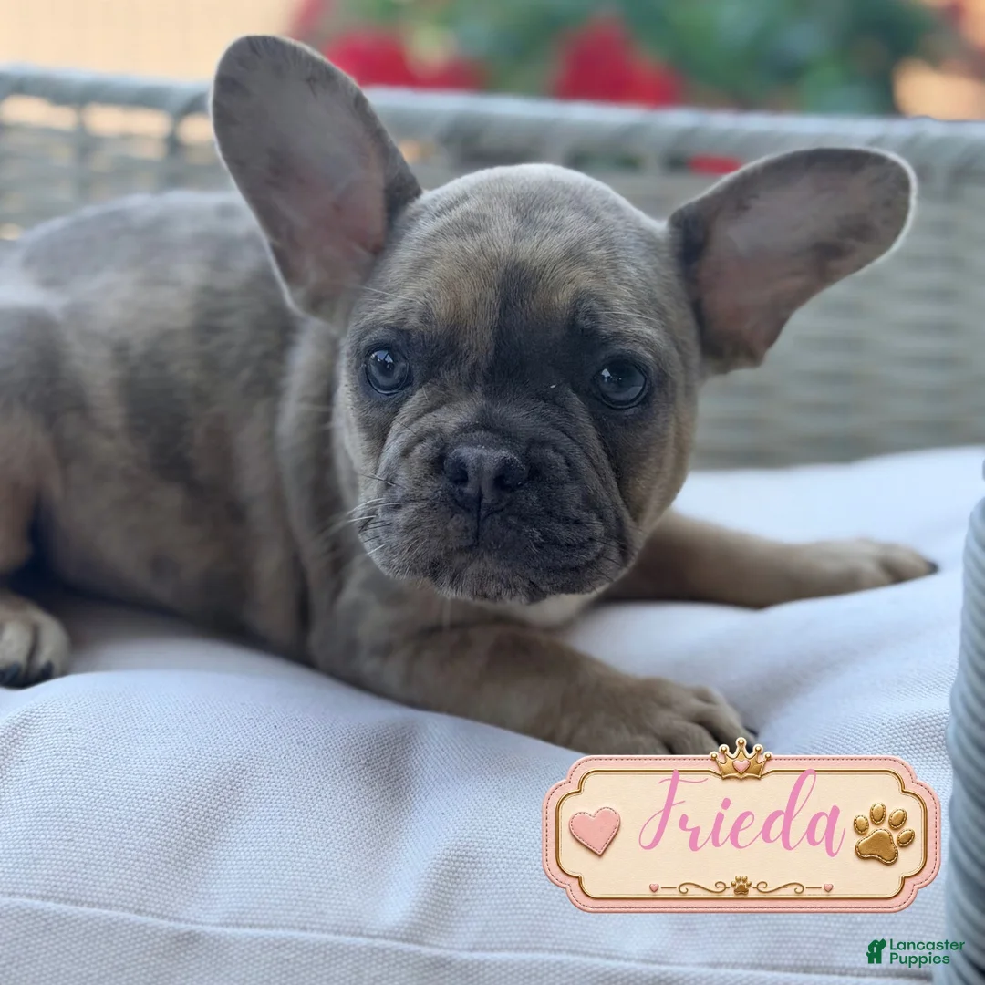 French Bulldog dogs for sale: French Bulldog 1 - Ad 1