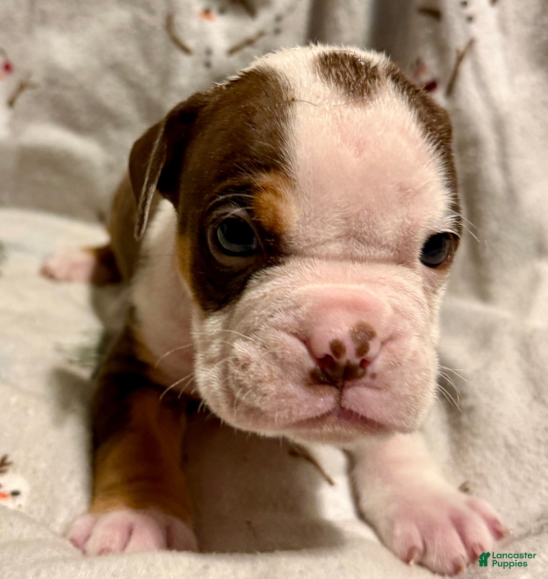 Olde English Bulldogge dogs for sale: Kayce - Ad 5