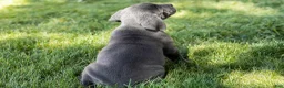 Cane Corso dogs for sale: Molly  - Ad 5