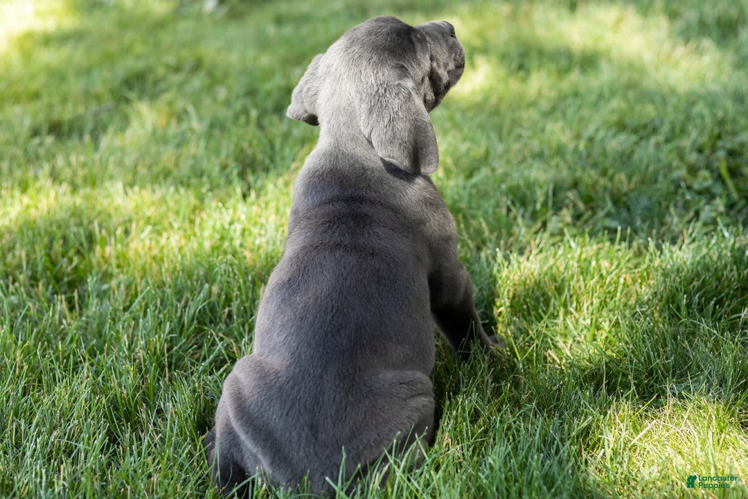 Cane Corso dogs for sale: Molly  - Ad 5