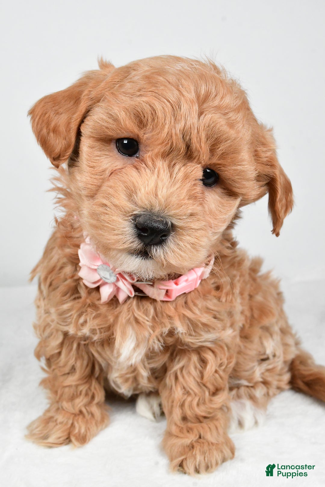 Maltipoo dogs for sale: Jana - Ad 4