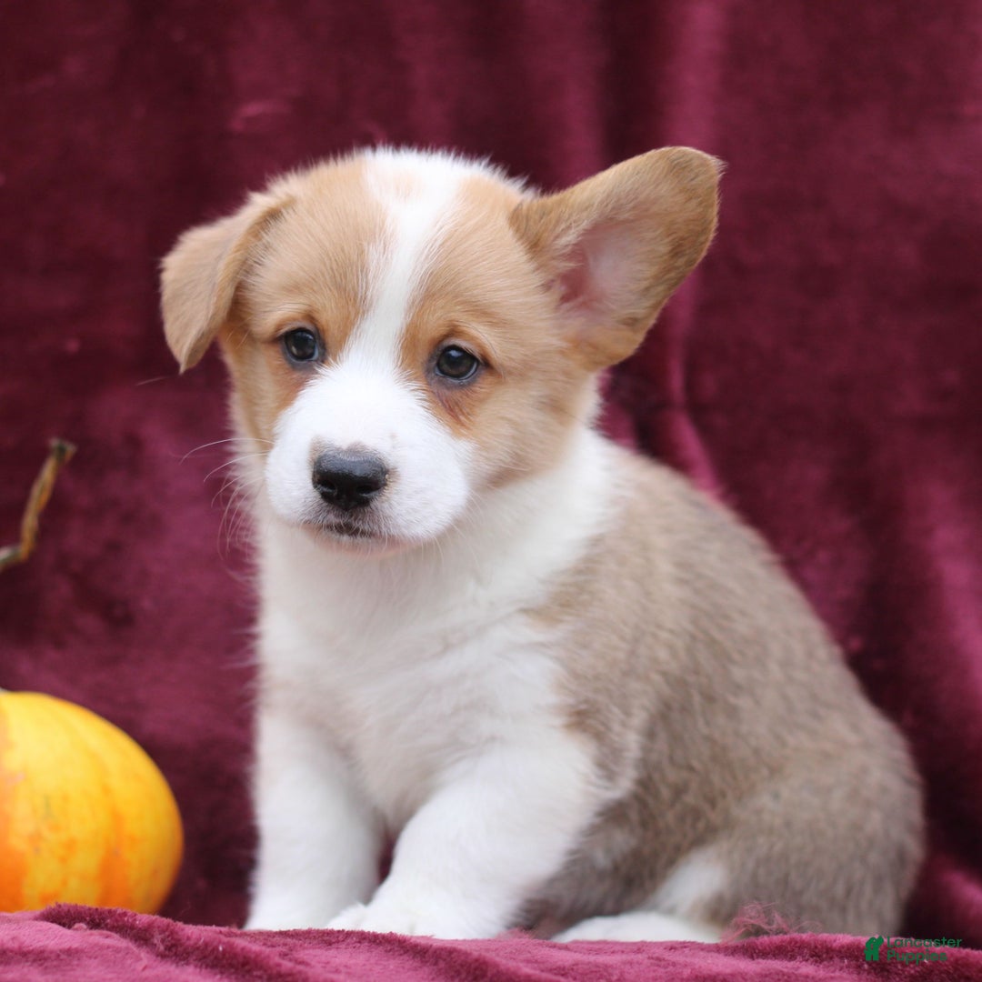 Welsh Corgi Pembroke dogs for sale: Hayes  - Ad 2