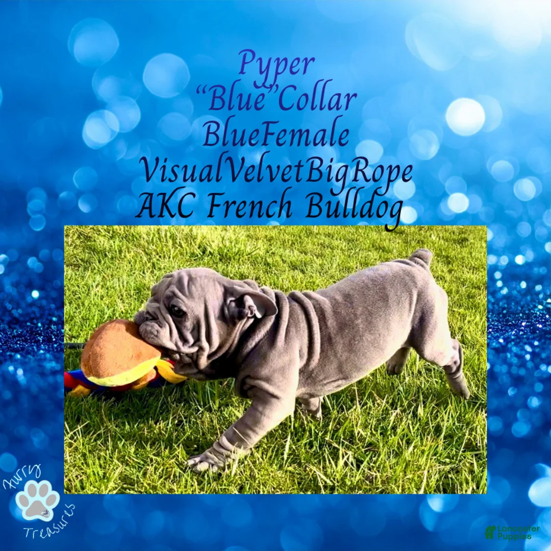 French Bulldog dogs for sale: Pyper “Blue”Collar, Female - Ad 1