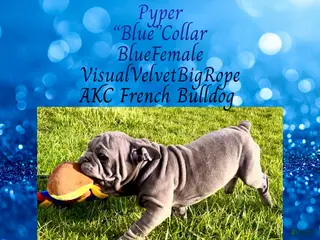 French Bulldog dogs for sale: Pyper “Blue”Collar, Female - Ad 3