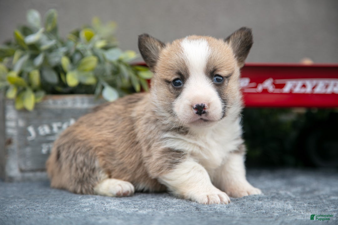 Welsh Corgi Pembroke dogs for sale: Snicker - Ad 2