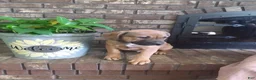 Mixed Breed dogs for sale: Mixed Breed Puppy 1 - Ad 2