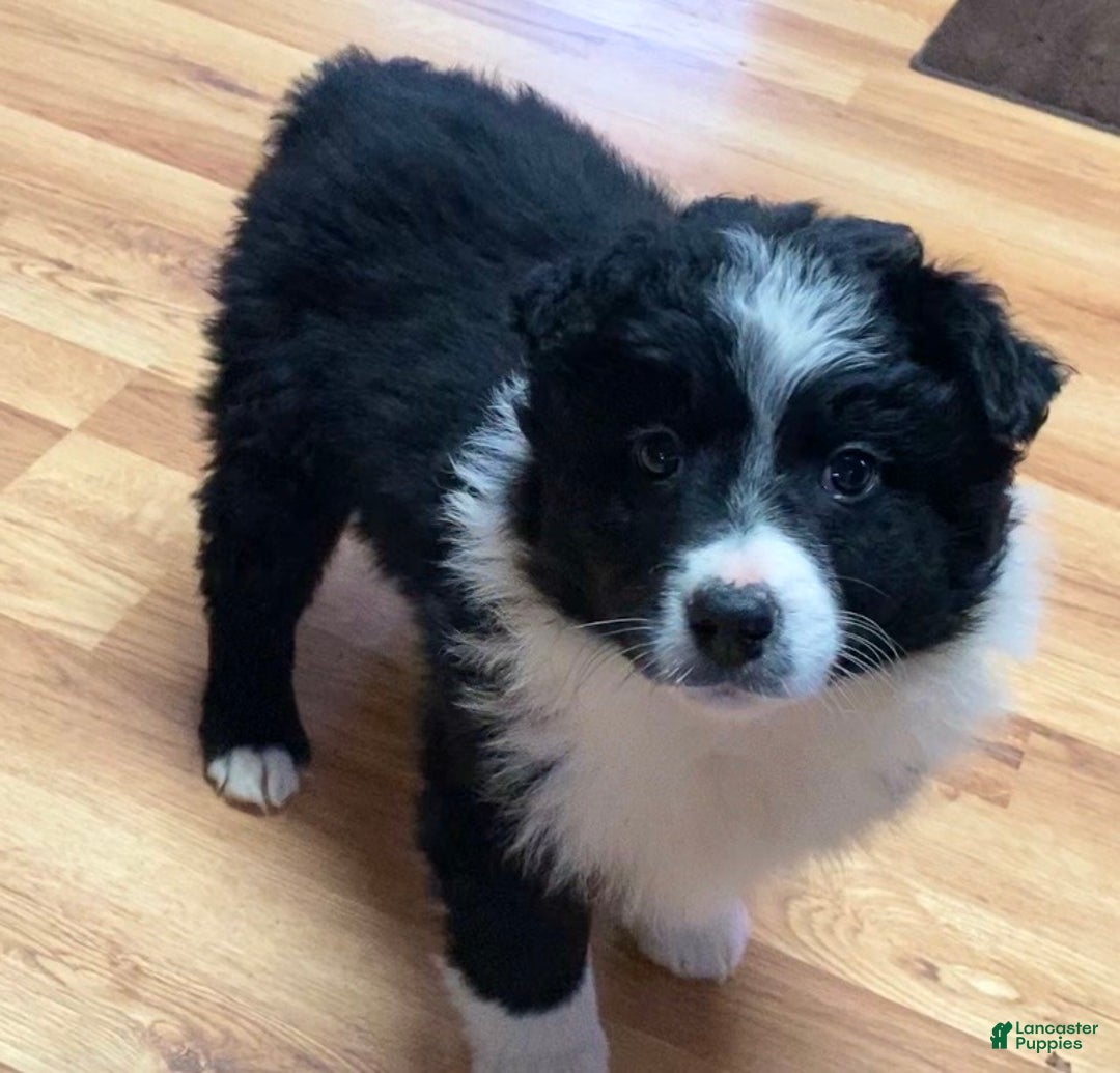 Australian Shepherd dogs for sale: Missy - Ad 4