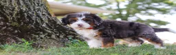 Mini Bernedoodle dogs for sale: Benson - Ad 6