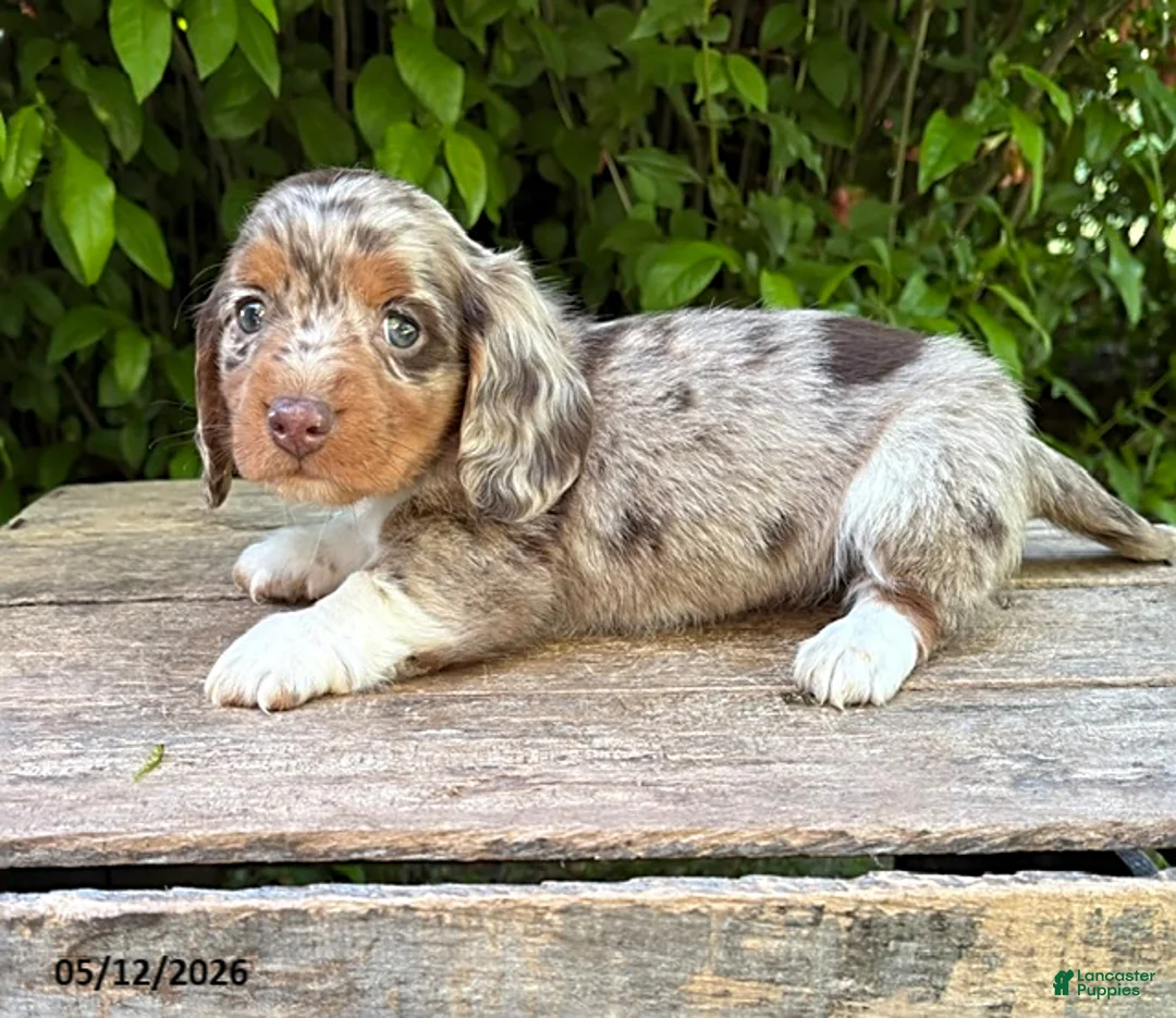 Dachshund dogs for sale: Cruz - Ad 2