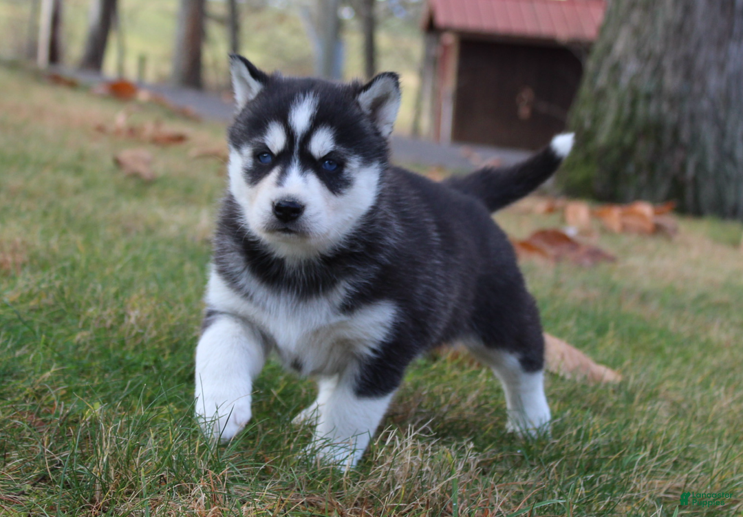 Siberian Husky dogs for sale: Mia - Ad 1