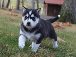Siberian Husky dogs Mia - Ad 11
