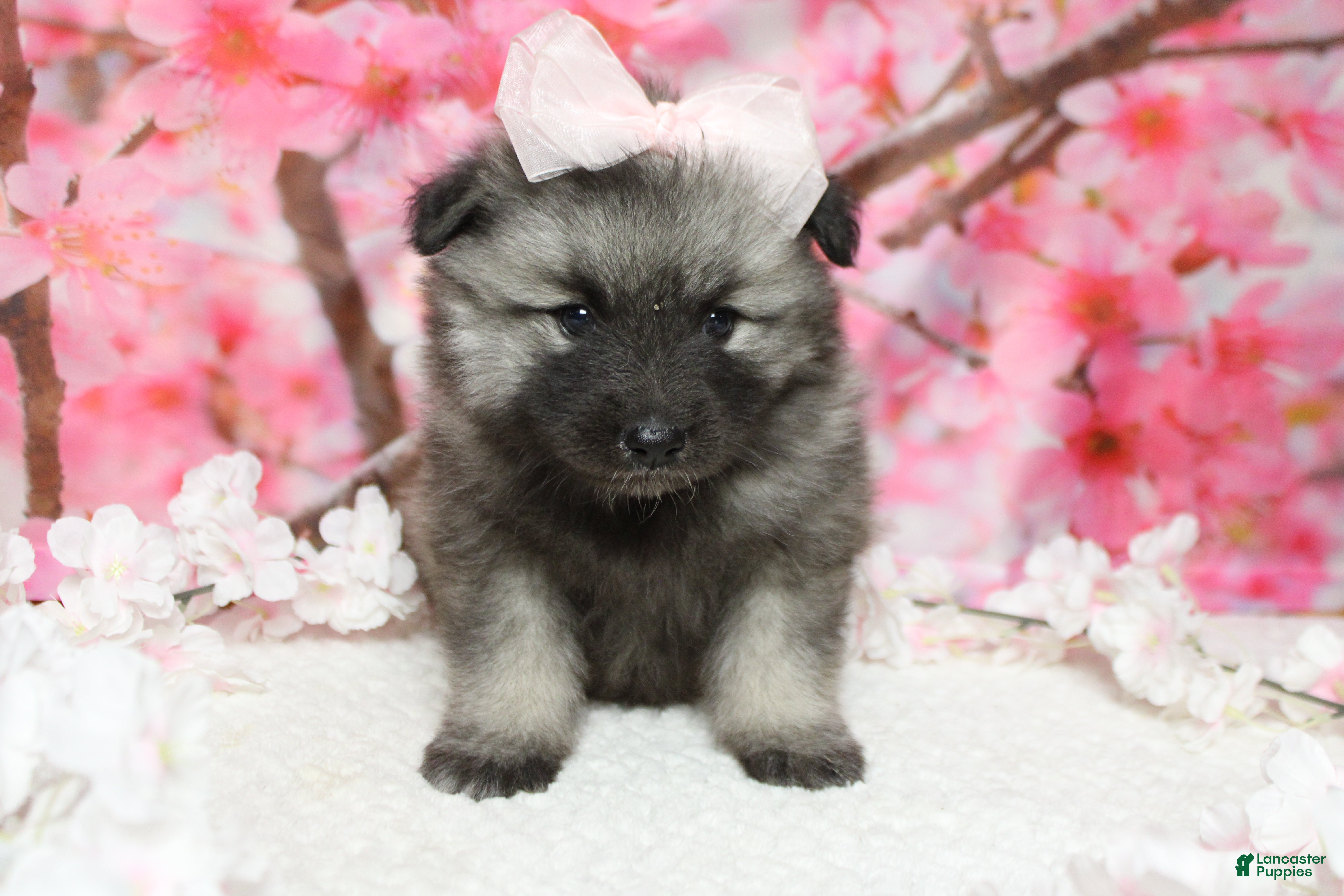 Keeshond dogs Thelma  - Ad 5