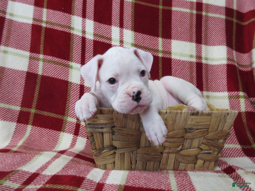 Boxer dogs for sale: Diamond - Ad 1