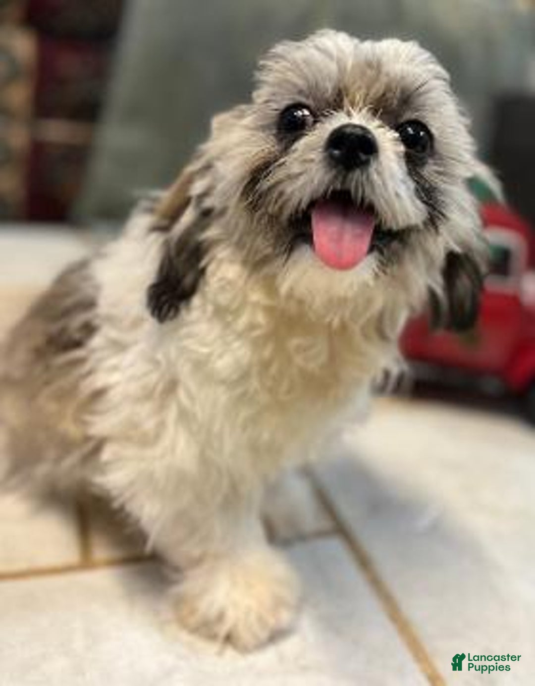 Shih Tzu dogs for sale: Jeff - Ad 1