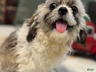 Shih Tzu dogs Jeff - Ad 14