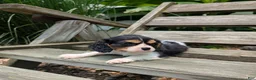 Cavalier King Charles Spaniel dogs for sale: Ricky - Ad 3