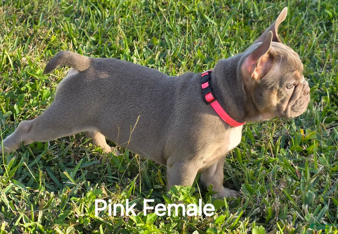 French Bulldog dogs for sale: AKC French Bulldog Pink Princess 🩷 - Ad 2