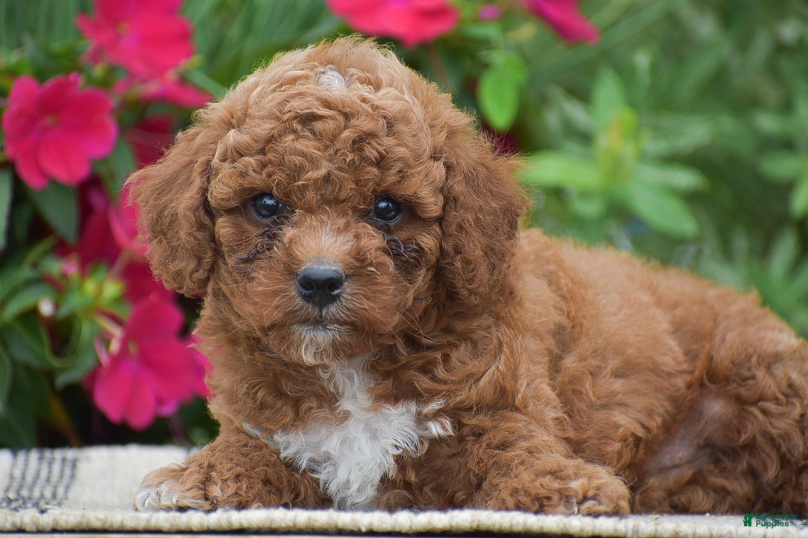 Miniature Poodle dogs Lewis - Ad 2
