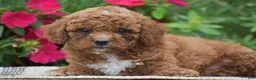 Miniature Poodle dogs for sale: Lewis - Ad 2