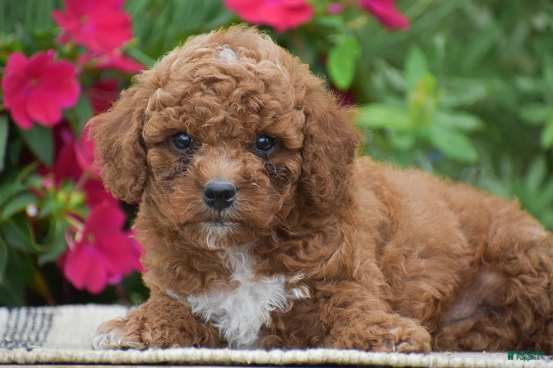 Miniature Poodle dogs for sale: Lewis - Ad 2