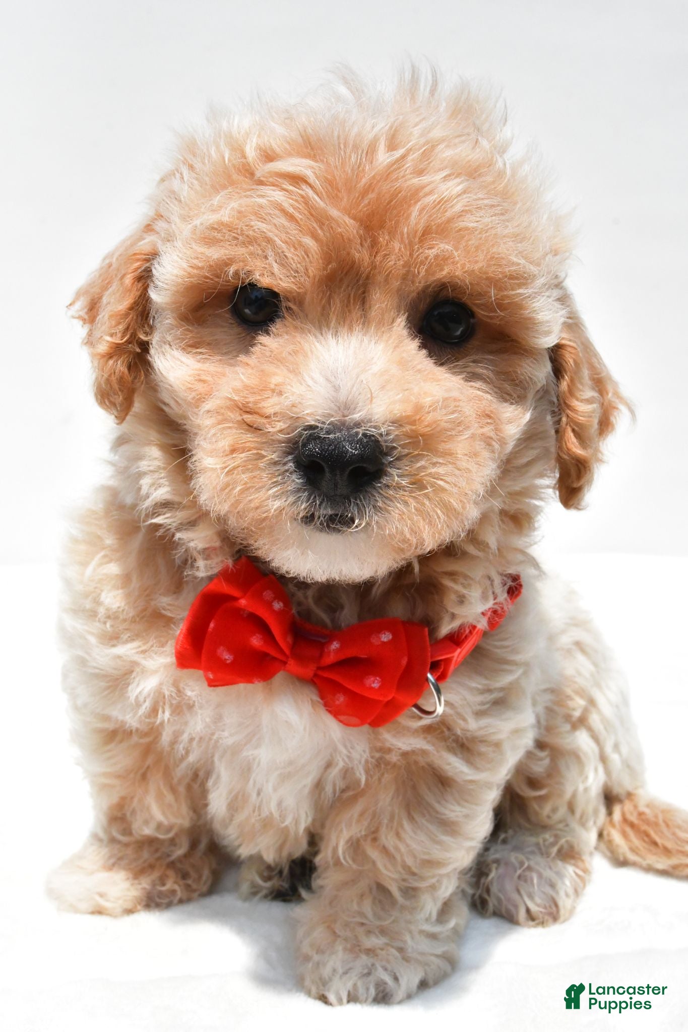 Maltipoo dogs Leo - Ad 1