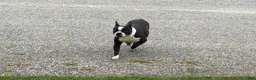 Boston Terrier dogs for sale: Boston Terrier Puppy 1 - Ad 3