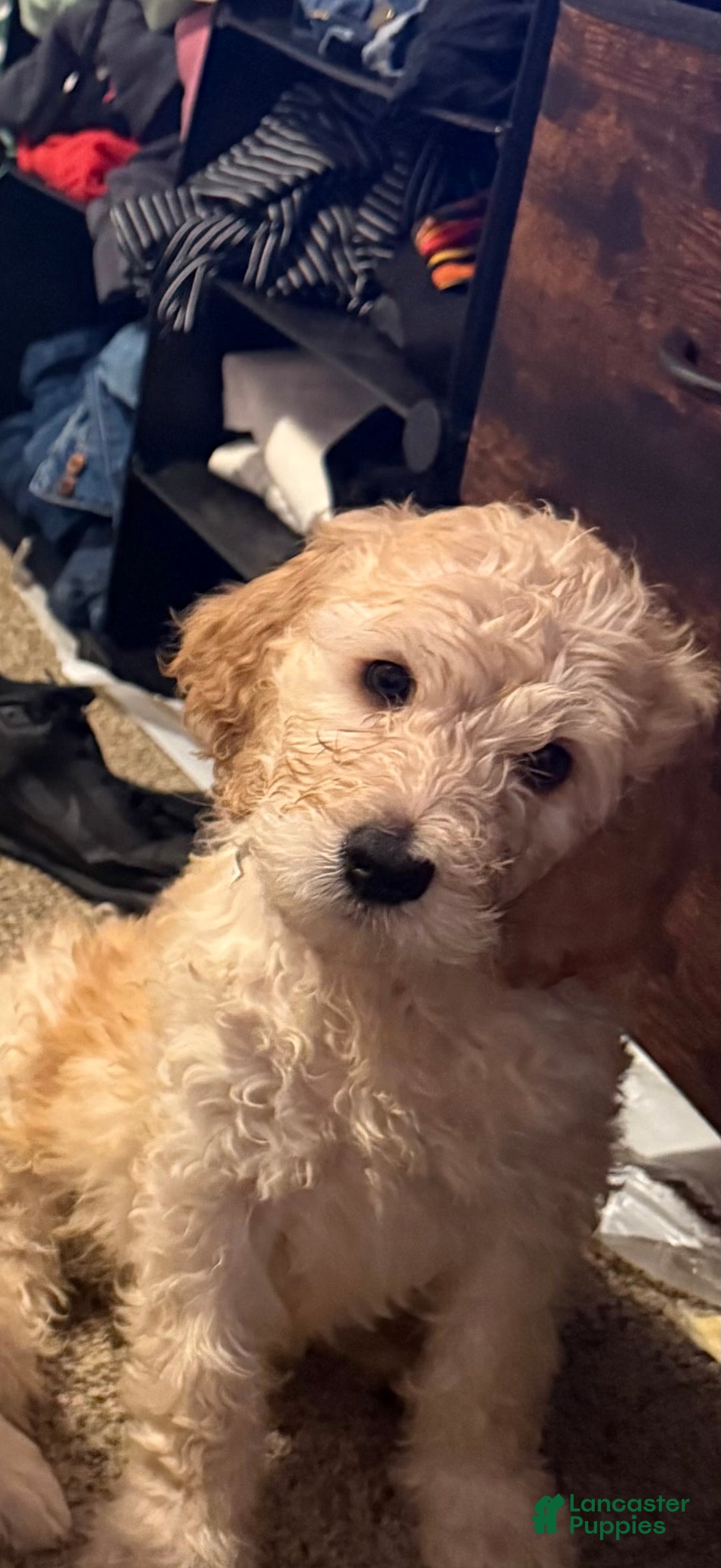 Goldendoodle dogs for sale: Goldendoodle Puppy 1 - Ad 8