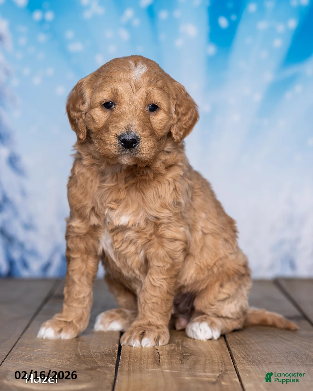 Goldendoodle dogs for sale: Hazel - Ad 1
