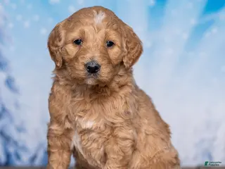 Goldendoodle dogs for sale: Hazel - Ad 4