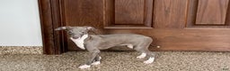 Italian Greyhound dogs for sale: Lila - Ad 16