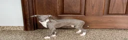 Italian Greyhound dogs for sale: Lila - Ad 7
