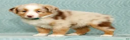 Australian Shepherd dogs for sale: Rio - Ad 4