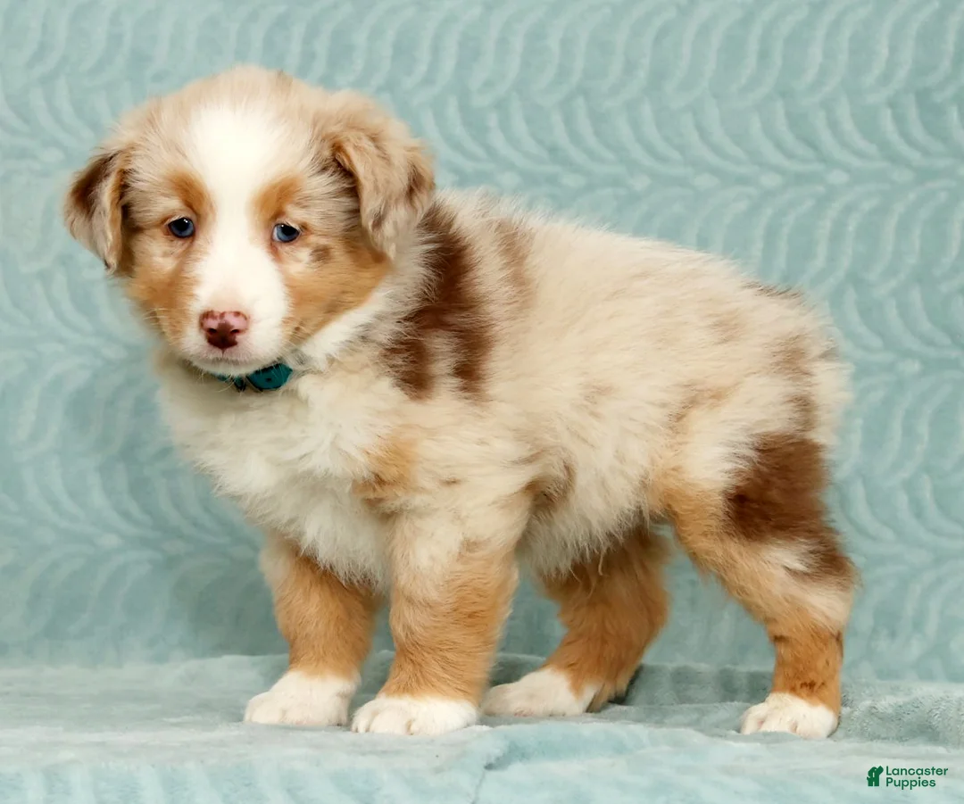Australian Shepherd dogs for sale: Rio - Ad 4