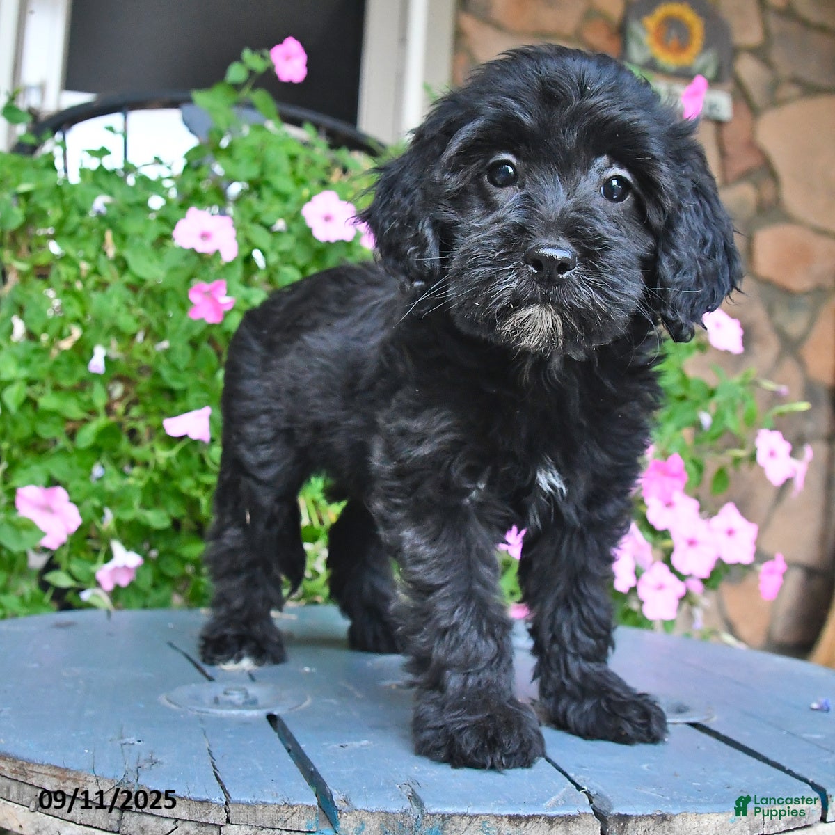 Mixed Breed dogs Patsy - Ad 20