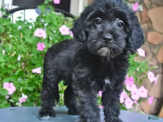 Mixed Breed dogs Patsy - Ad 30