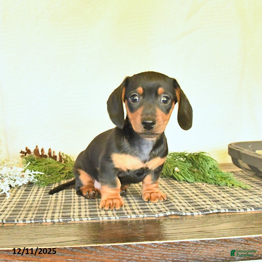 Dachshund dogs River - Ad 17