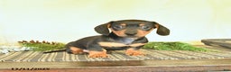 Dachshund dogs for sale: River - Ad 1