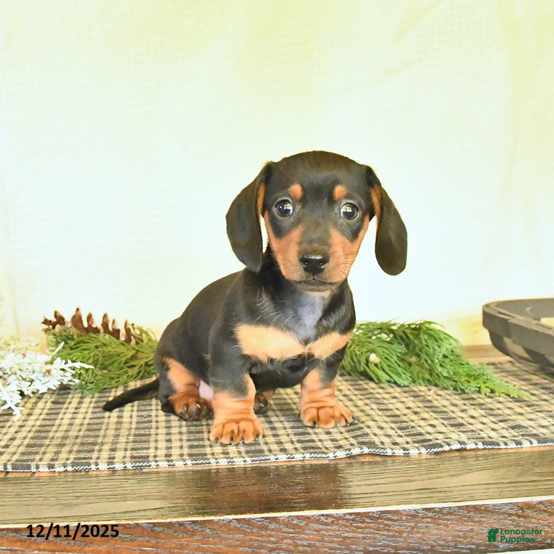 Dachshund dogs for sale: River - Ad 1
