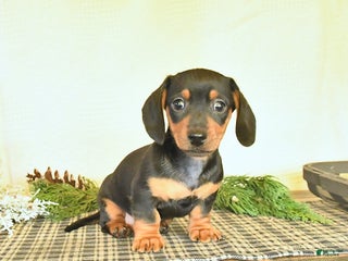 Dachshund dogs River - Ad 13