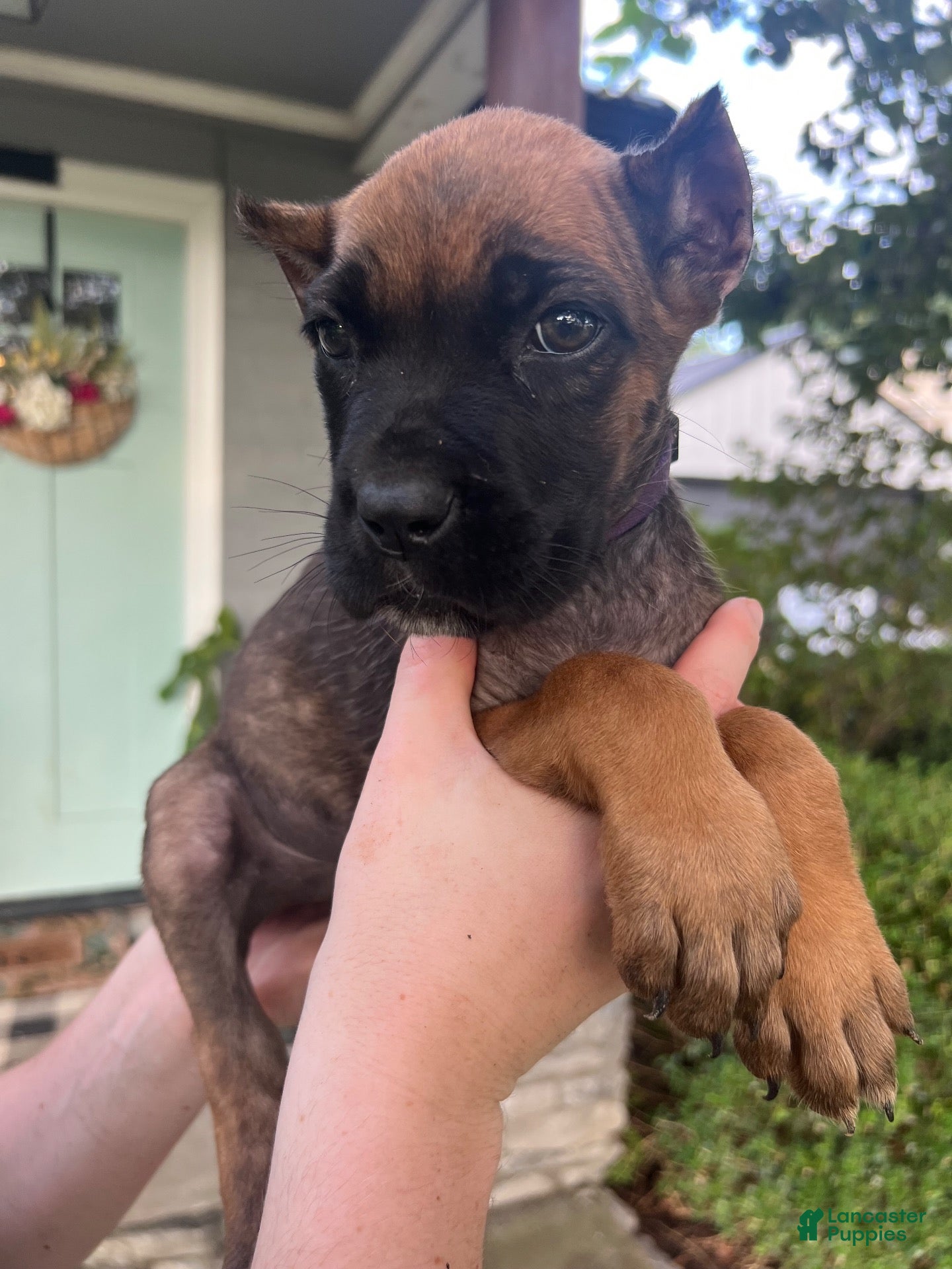 Cane Corso dogs Purple Collar Female - Ad 1