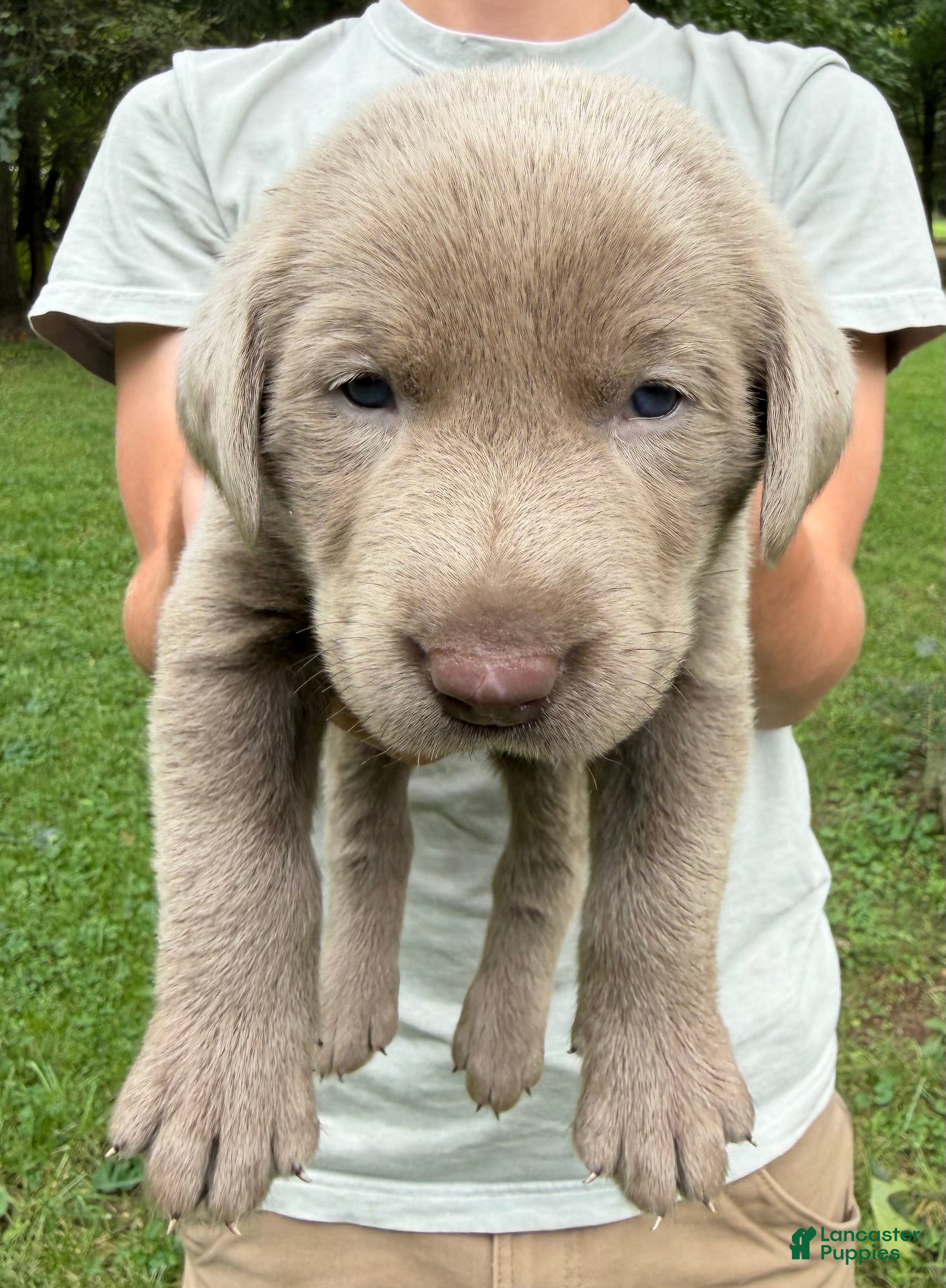 Labrador Retriever dogs Benny - Ad 38