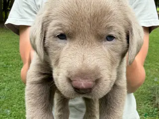 Labrador Retriever dogs Benny - Ad 20