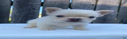 French Bulldog dogs for sale: Cruz - Ad 5