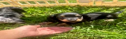 Miniature Dachshund dogs for sale: Ollie - Ad 2