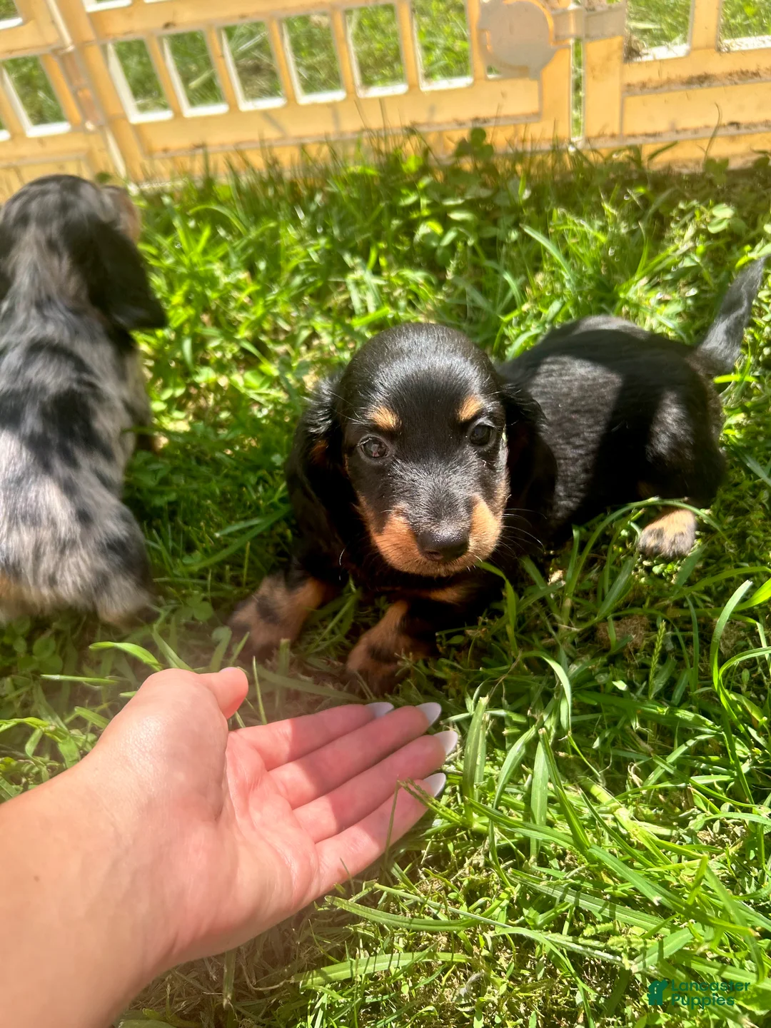 Miniature Dachshund dogs for sale: Ollie - Ad 2